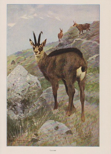 Gämse rupicapra - gämse,