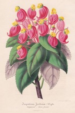 Impatiens Jerdoniae India