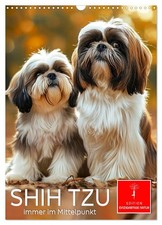 Shih Tzu - immer im