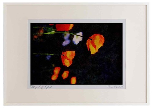 Wildblumen pflanzen 013085 - wildblumen,