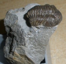 Trilobit LIOLOPHOPS