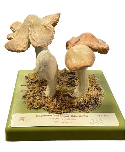 Vintage lehrmodell pilz - vintage,