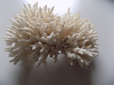 Weiße Koralle, echt 