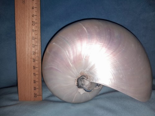 Große echte nautilus muschel - große,