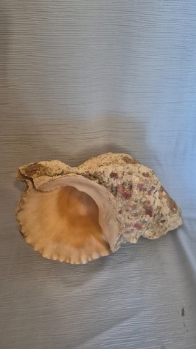 Große helmschnecke cassis - große,