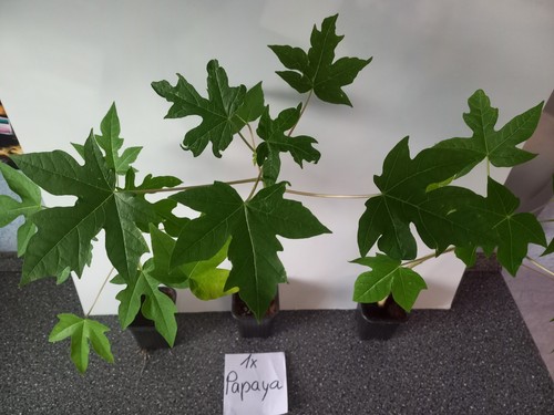 Papaya und japanische