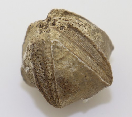 Blastoid pentremites - blastoid,,