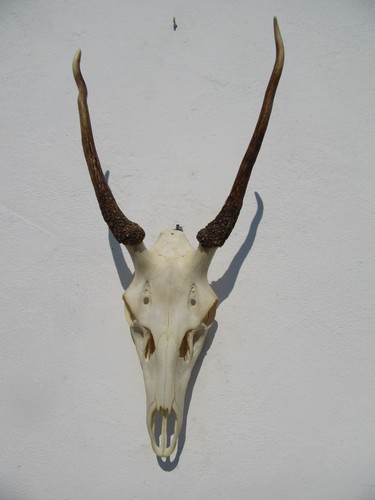 Schönes hirschgeweih hirsch - schönes,