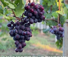 Weinreben tafeltrauben die - weinreben, tafeltrauben,