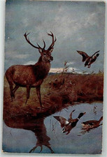 39876634 - Hirsch Flugenten TSN Serie 1218 Jagdtier