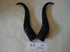 Springbock Hörner Schläuche Krucken Krampus Maskenbau Geweih B17