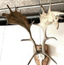 Sehr Altes Damm Hirschgeweih