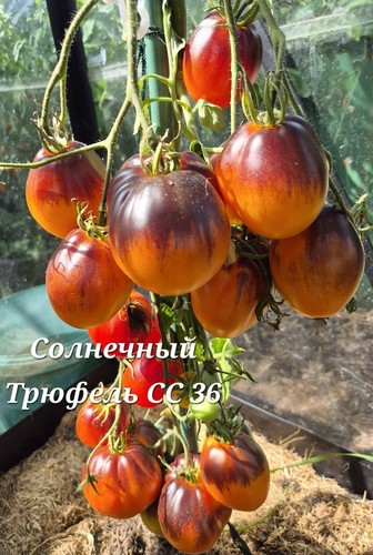 Tomaten saatgut set - tomaten, mix