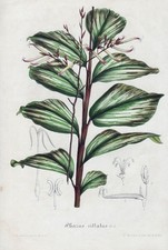 stalkgrass Pharus botanical