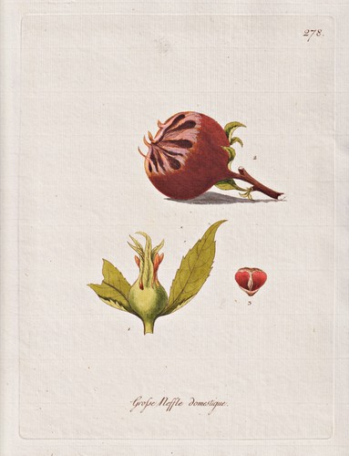 Mispel medlar dörrlitze - mispel,