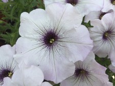 50 Samen Petunien Weiß