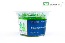 Aqua Art In Vitro Mato-Grosso-Tausendblatt Myriophyllum mattogrossense