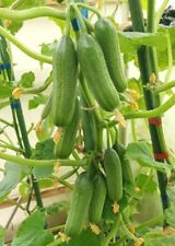 Mini - Snackgurke La Diva 10