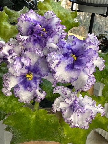 African violet sewernoe - african, (mt-sewernoe