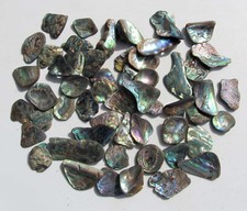 Paua muschel abalone - paua,