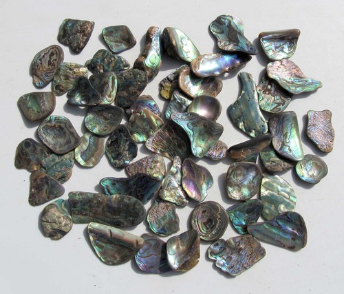 Paua muschel abalone - muschel,