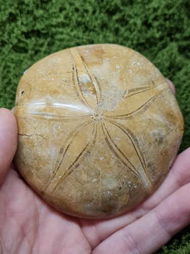 Madagaskar seeigel fossil - madagaskar,