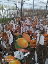 Kakibaum Kaki Rojo brilliante