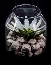 Kunstplanzen im Glas  Kaktus Blumen Bade Flur Dekoblume Wohnzimmer WC