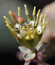 5 Samen von Euphorbia globosa, erntefrisch aus 2025