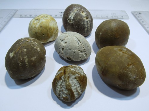 Md306 sammlung seeigel - sammlung, 7
