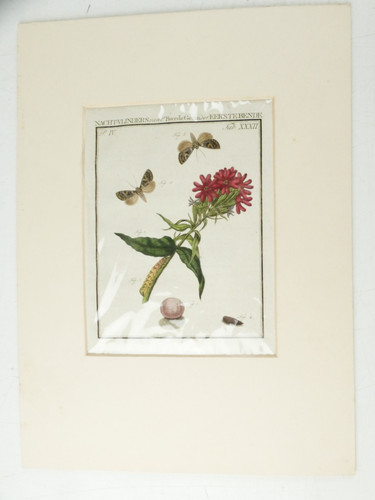 Maria sibylla merian - sibylla,