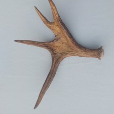  Elchgeweih Elchschaufel  aus