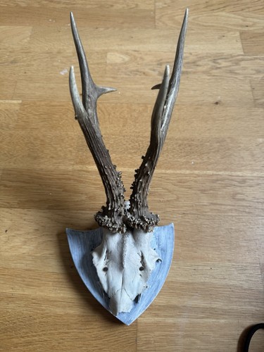 Geweih reh trophäe - geweih,