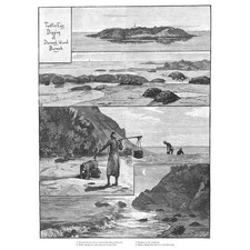 Burma Schildkröte Ei graben