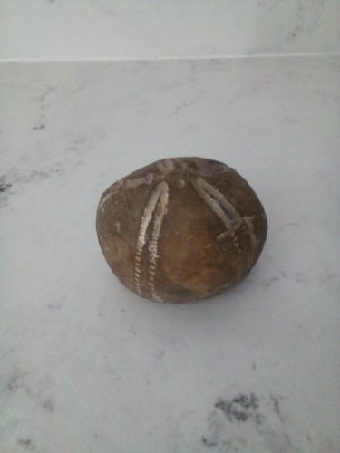 Großer seeigel fossil - großer,