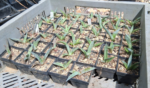 Stück agave chrysantha - agave,
