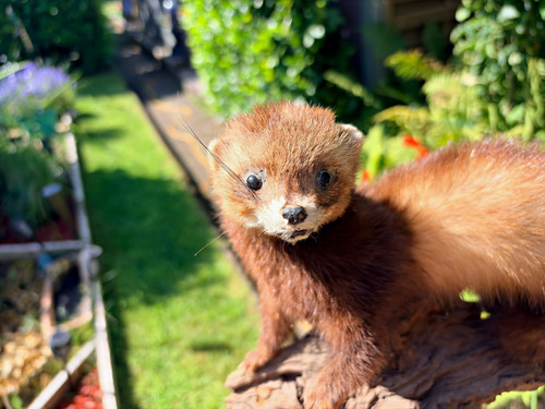 Marder präparat taxidermie - präparat,