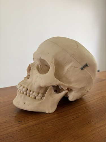 Original somso anatomie - somso,