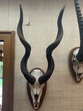 Kudos Jagd Trophäe Antilope 