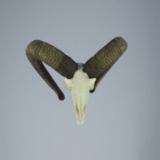 779MU Mufflon jagdtrophae, Wildschaf, Horn 75-73cm C.24cm DE 