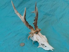 Hochgradig Abnorme Rehbock