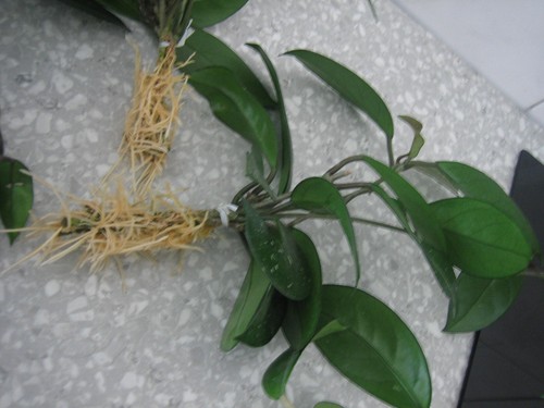 Hoya porzellan blumen - hoya,