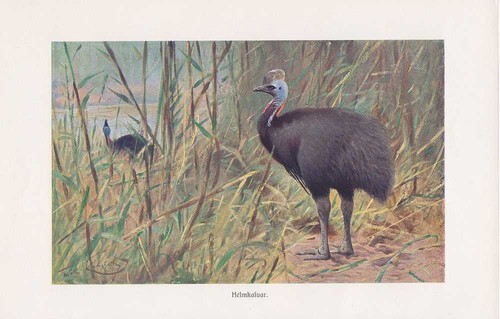 Helmkasuar casuarius - casuarius,