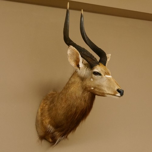 Nyala antilope kopf - nyala, hl