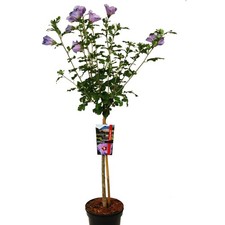 Garteneibisch Zwergbaum blau 80-110cm, Hibiscus oiseau bleu Formschnitt