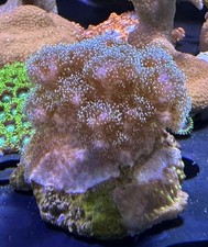 Meerwasser Dekoration Aquarium