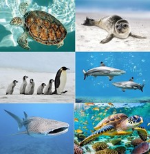 3 D Ansichtskarte Seehund Hai Postkarte Wackelkarte Hologrammkarte Bild Tier