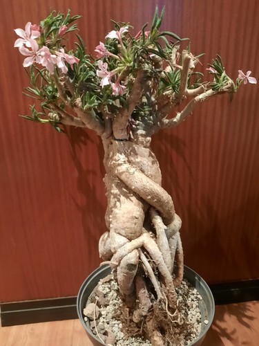 Pachypodium succulentum xxl - pachypodium,