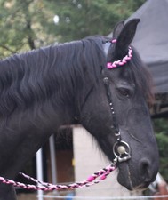 Unikat leder einohrtrense mit - einohrtrense,