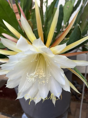 Epiphyllum blattkaktus cooperi - epiphyllum,